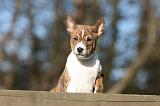 BASENJI 138